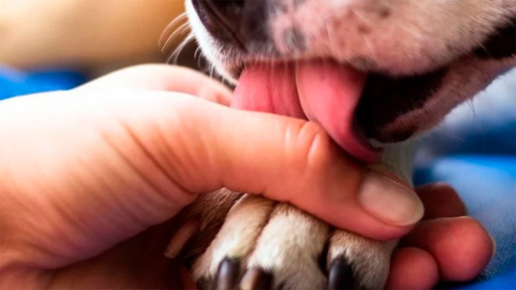 Besar a tu perrito en el hocico podría ser mortal