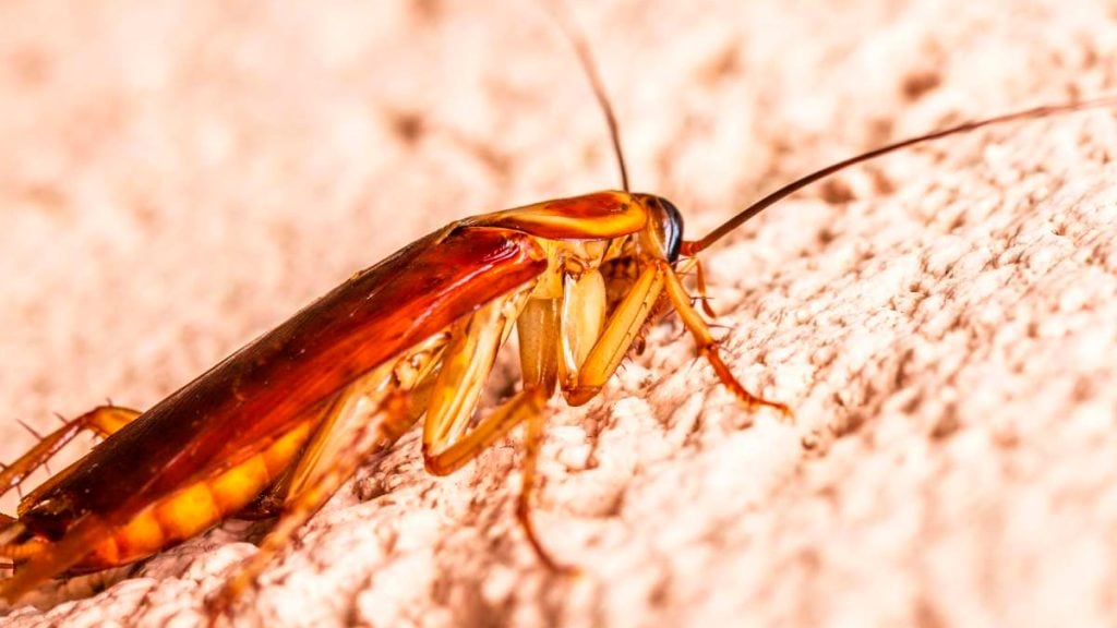 Así puedes evitar la plaga de la súper cucaracha mexicana 