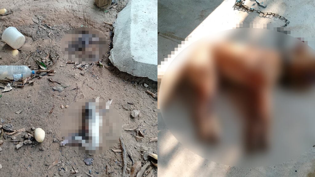 Abejas africanas atacan a una familia y matan a 20 animales