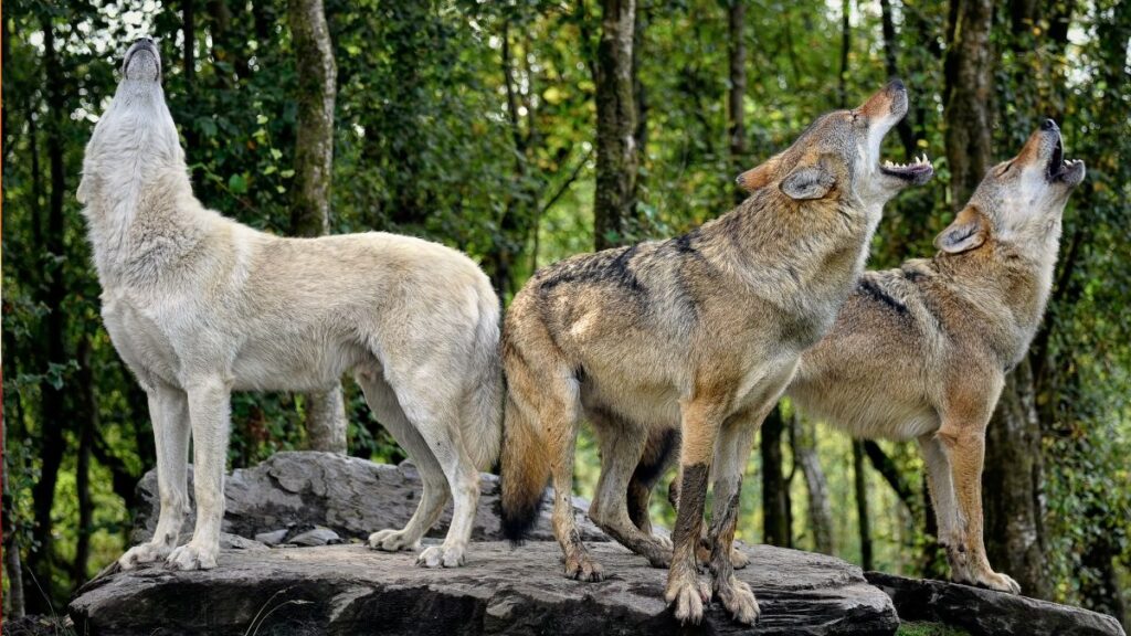 Mujer hacía ejercicio en el zoológico y de repente la atacó una manada de lobos
