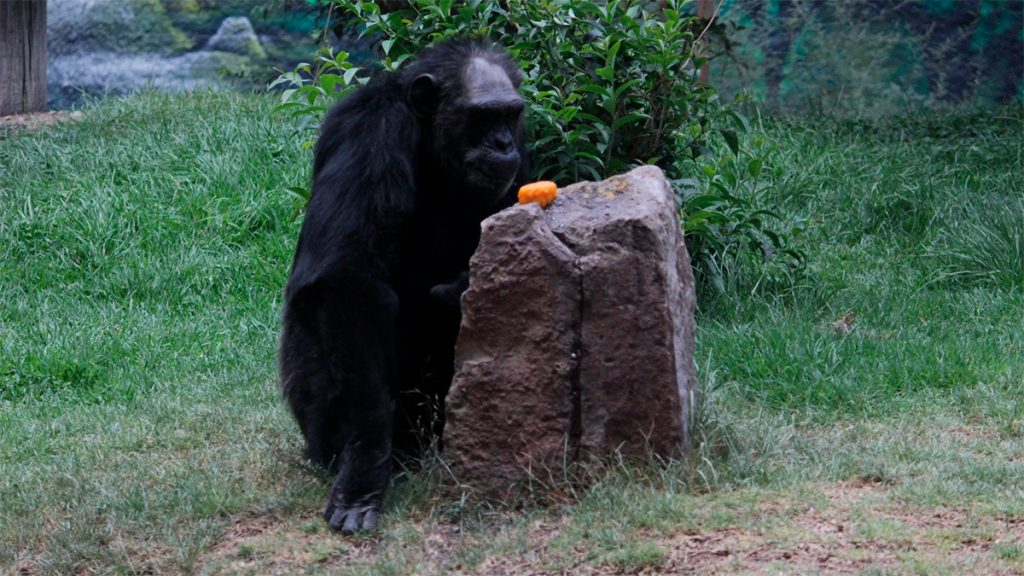 Zooleón: Consienten a los animales con paletas de hielo