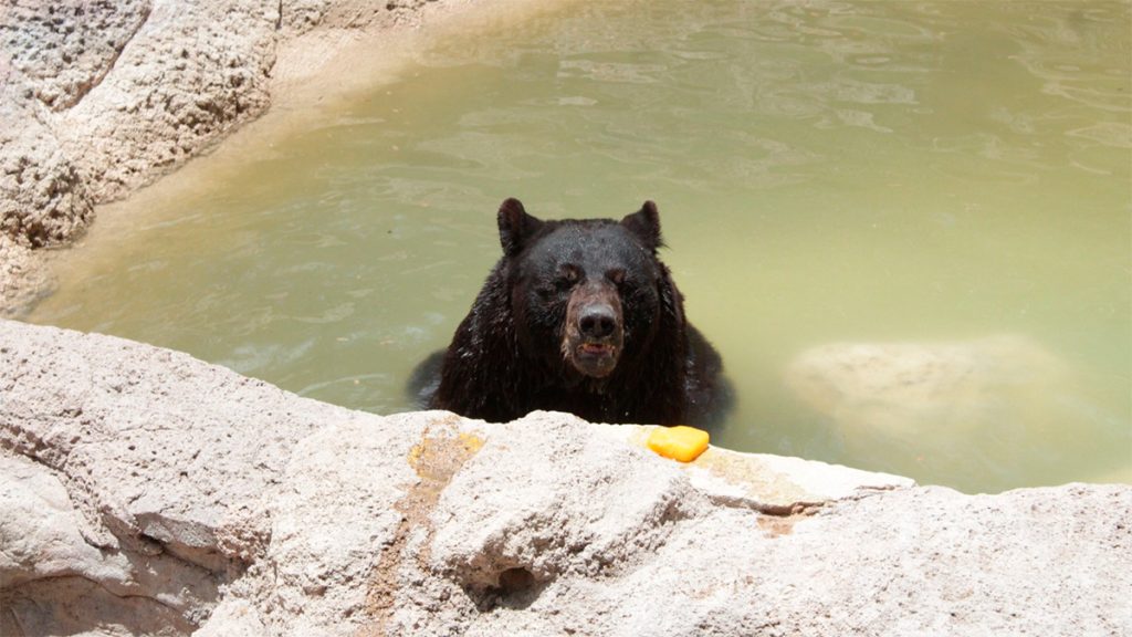 Zooleón: Consienten a los animales con paletas de hielo