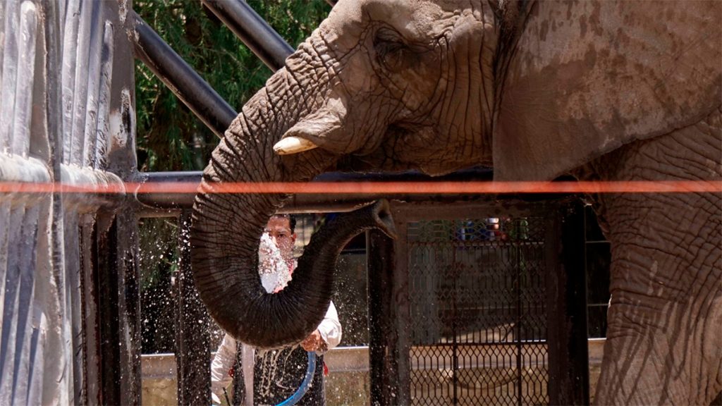 Zooleón: Consienten a los animales con paletas de hielo