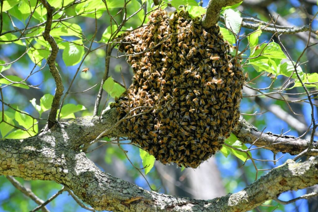 Muere hombre en ataque de abejas en Irapuato