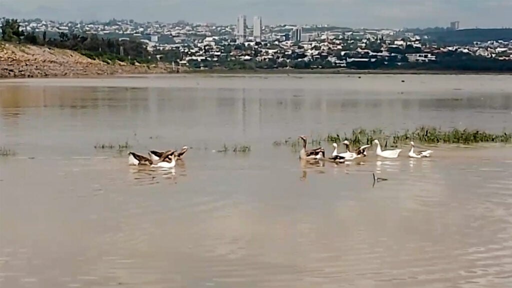 Gansos presa El Palote