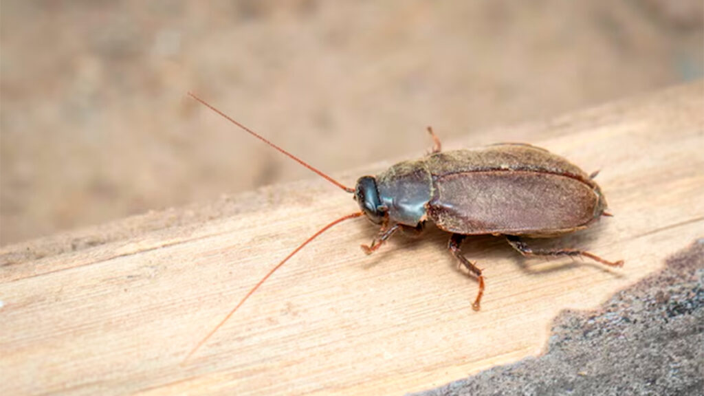 Leche de cucaracha, un superalimento para los humanos