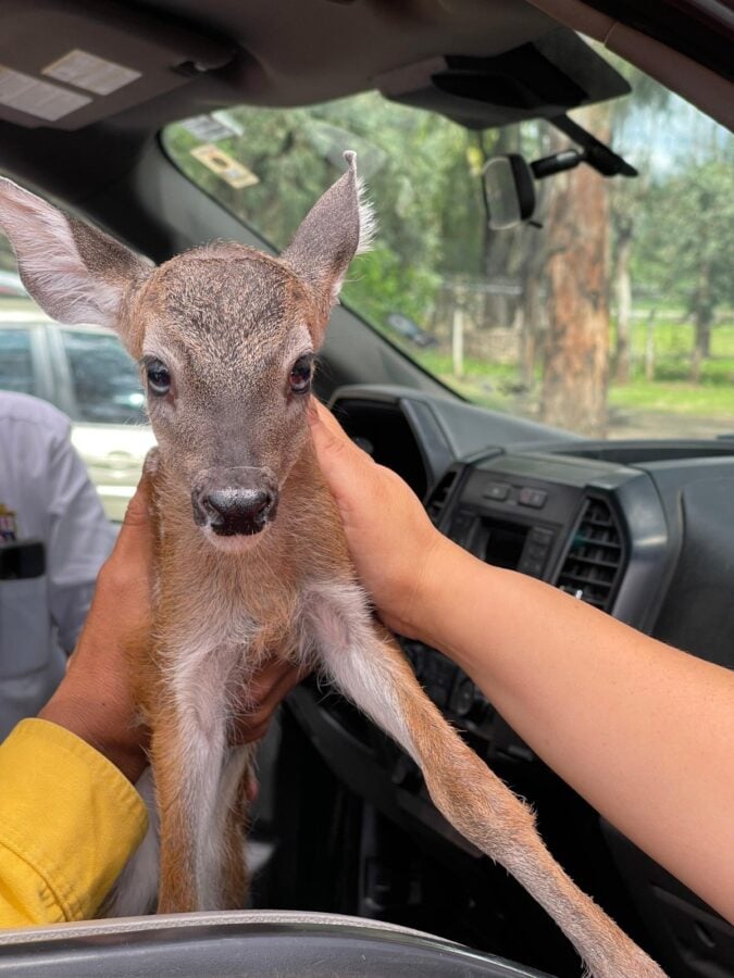 rescate venado cola blanca en Sierra de Lobos