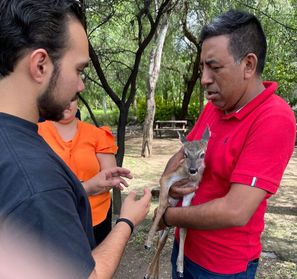 rescate venado cola blanca en Sierra de Lobos