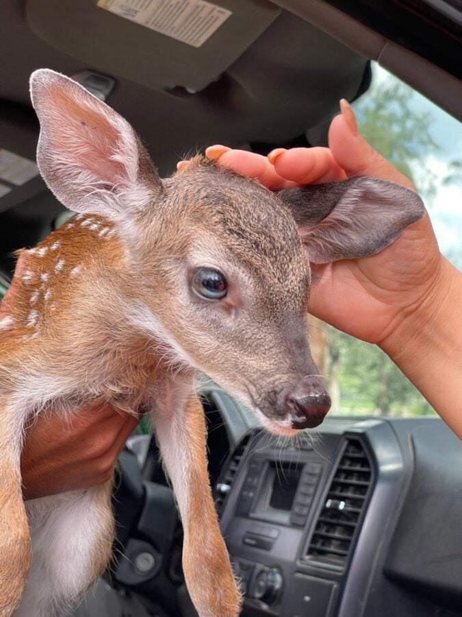 rescate venado cola blanca en Sierra de Lobos