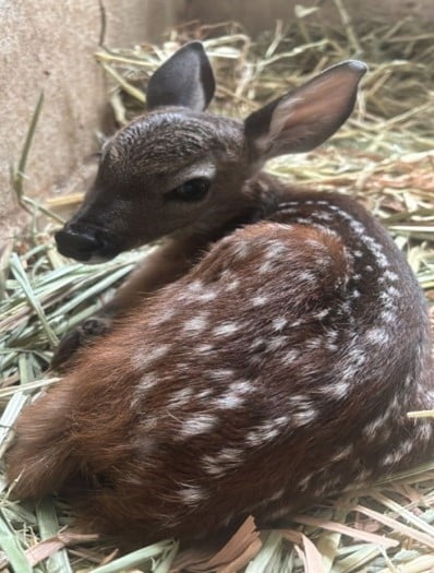 rescate venado cola blanca en Sierra de Lobos
