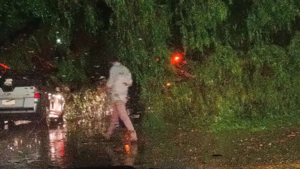 Tormenta en León tumbó 15 árboles y causó encharcamientos