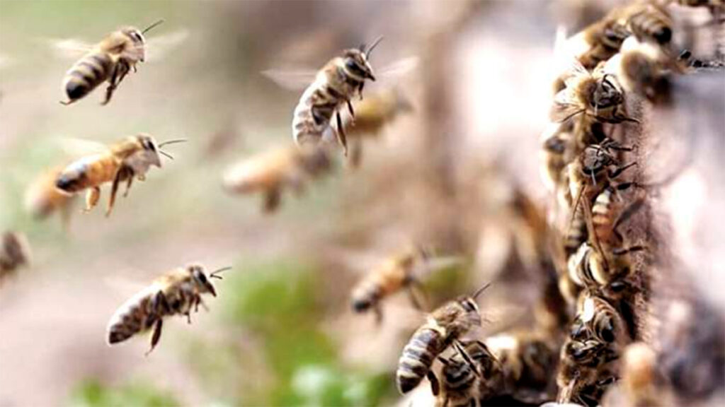Querétaro: Choca contra casa y muere atacado por abejas