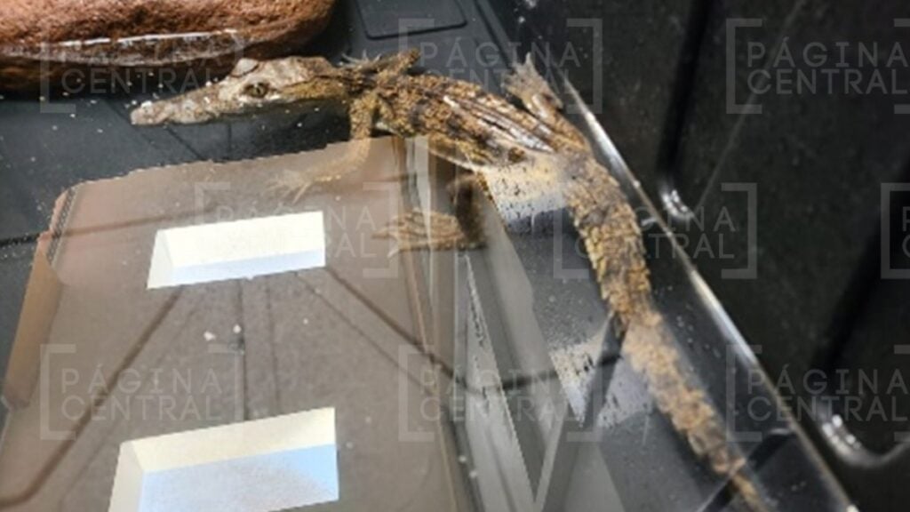 Cocodrilo que salió de coladera en Torres Doradas era mascota