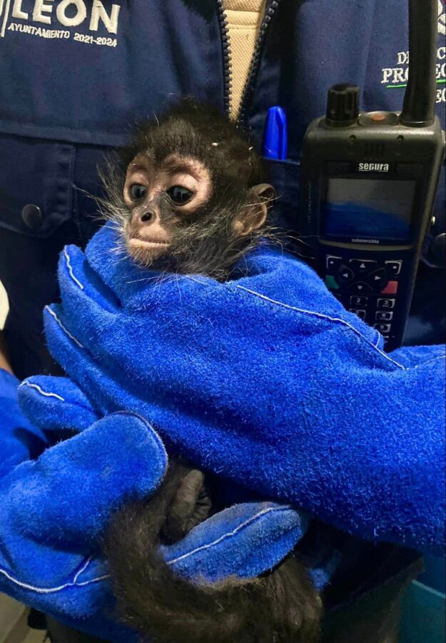 Leoneses rescatan a un mono en pleno Mariano Escobedo