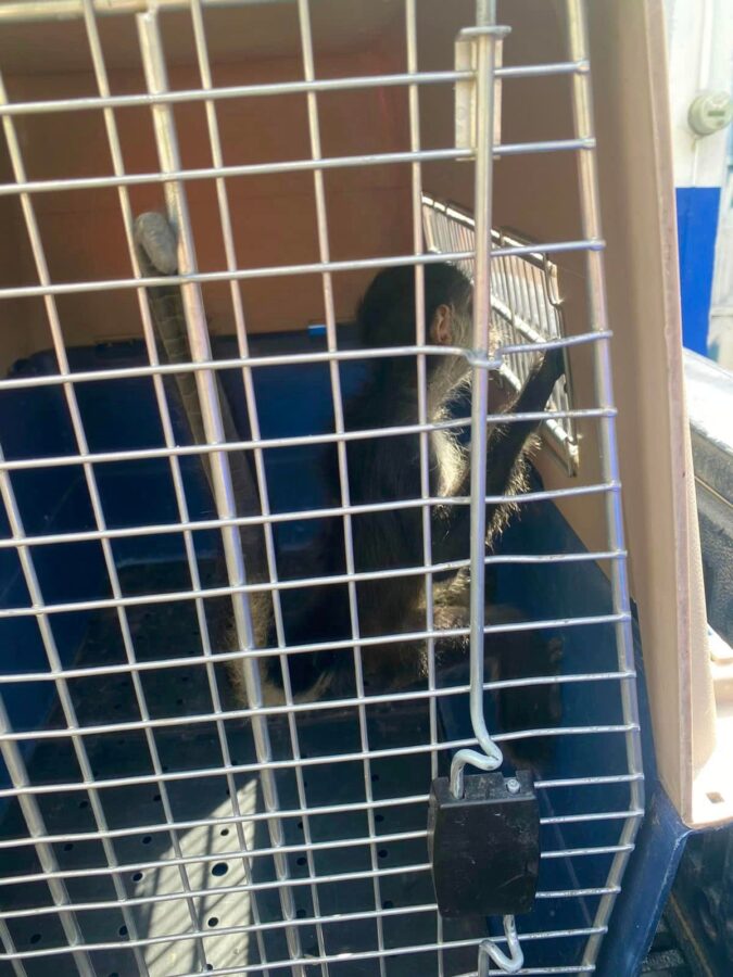 Leoneses rescatan a un mono en pleno Mariano Escobedo