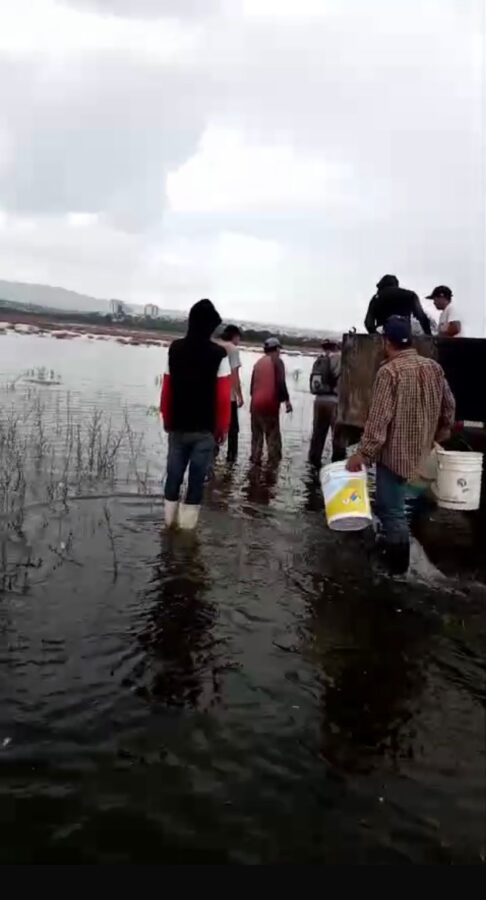 Siembra de peces: Revive El Palote y siembran 5 mil mojarras