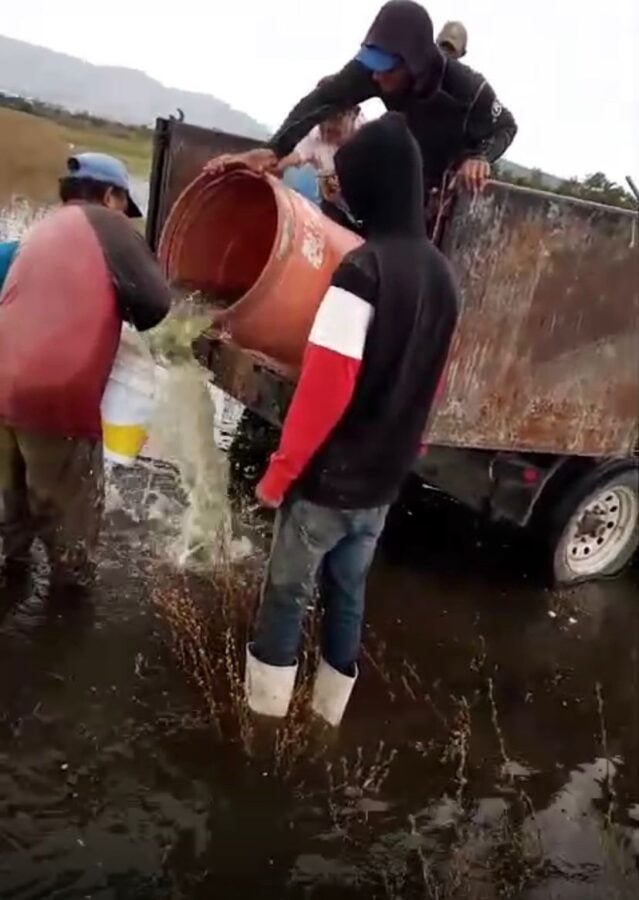 Siembra de peces: Revive El Palote y siembran 5 mil mojarras