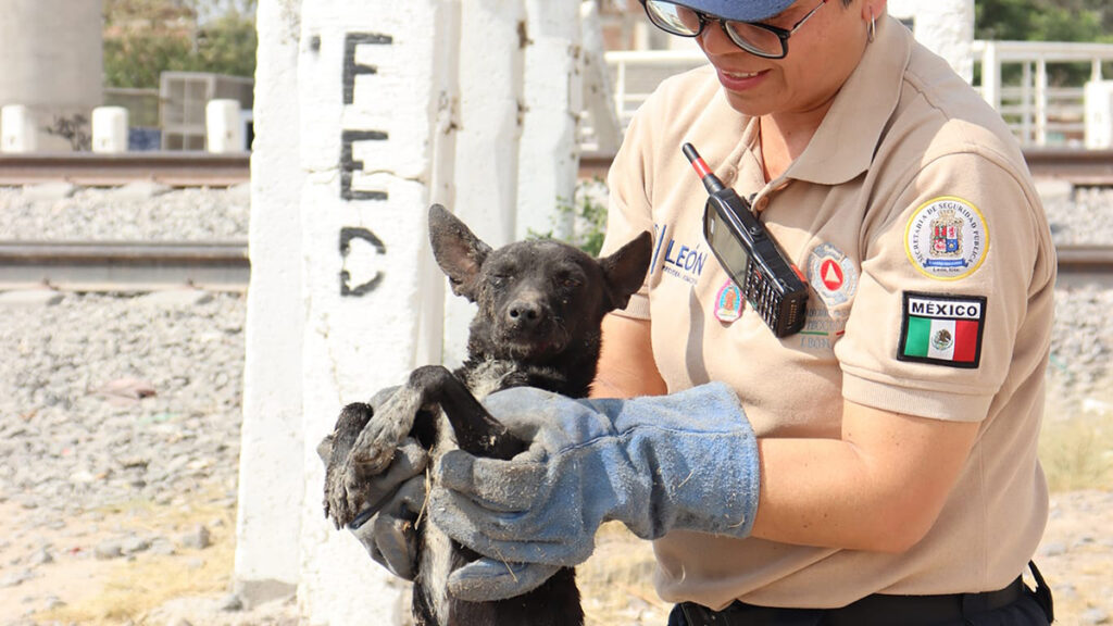 Multan con más de 1 millón de pesos por maltrato animal en León