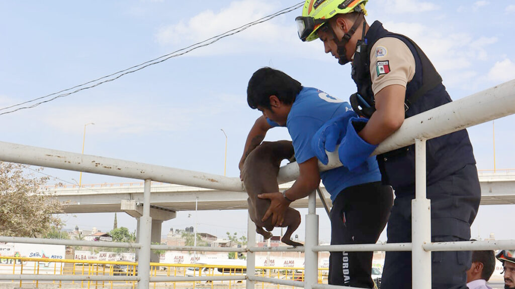 Multan con más de 1 millón de pesos por maltrato animal en León