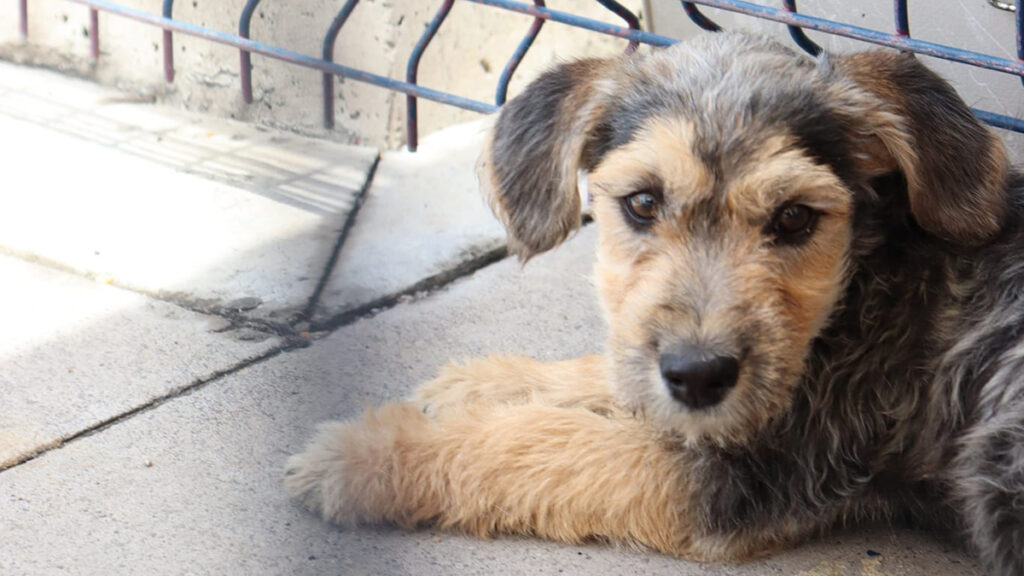 Multan con más de 1 millón de pesos por maltrato animal en León