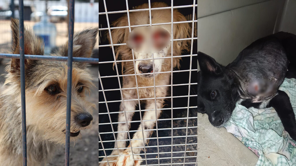 Multan con más de 1 millón de pesos por maltrato animal en León