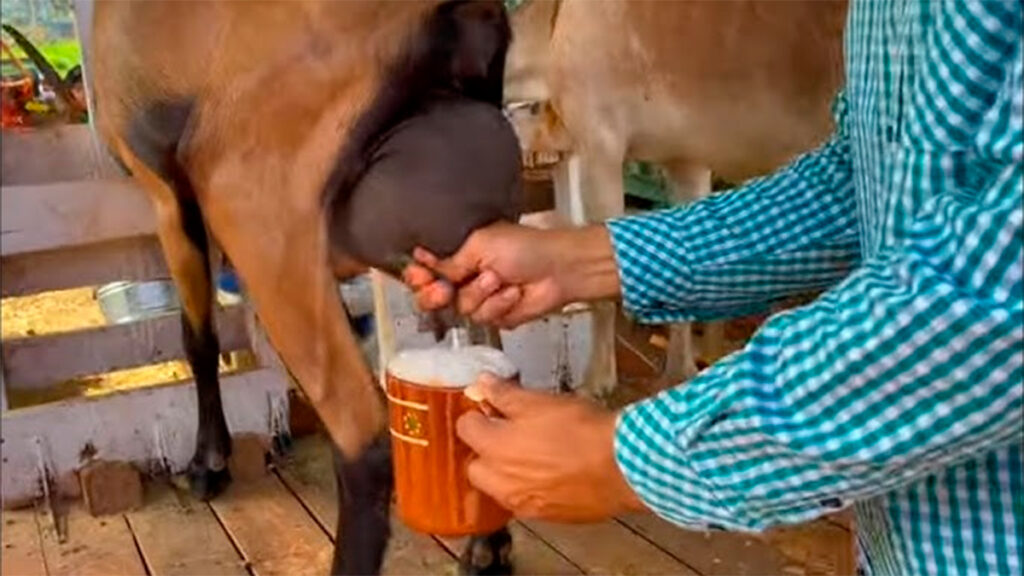 ¿Qué tan saludable es el pajarete? Esto debes saber sobre la famosa bebida