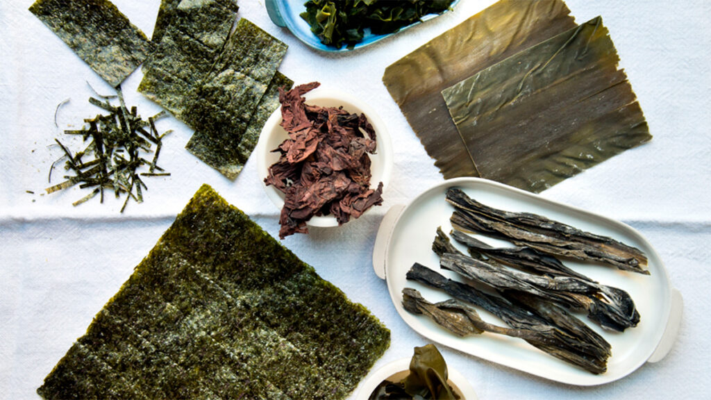 Algas, el vegetal que aporta 60% más proteína que la carne