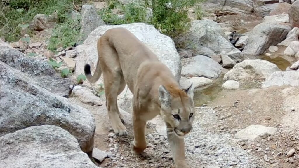 Jaguar en Guanajuato confirma la biodiversidad del estado