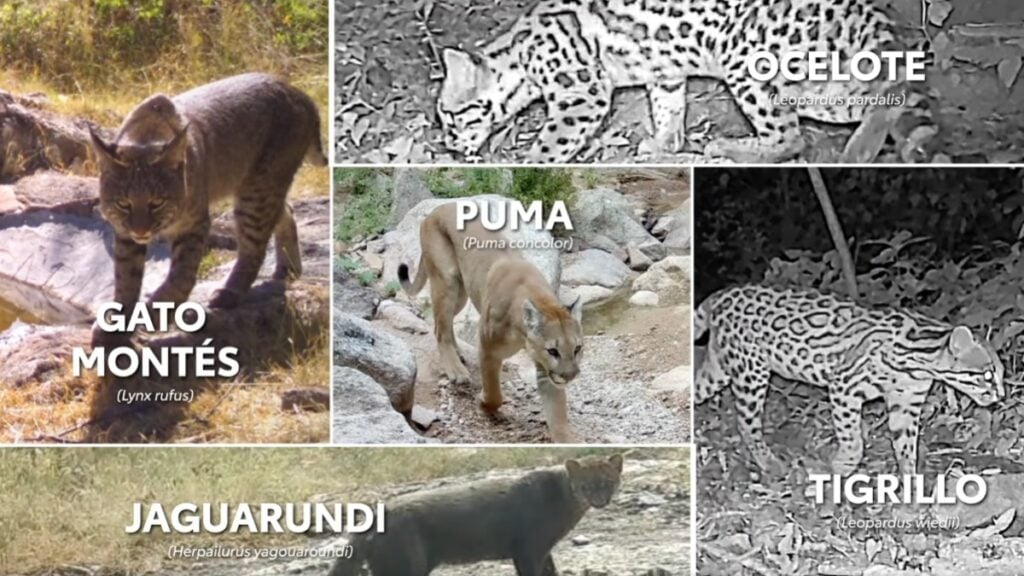 Jaguar en Guanajuato confirma la biodiversidad del estado