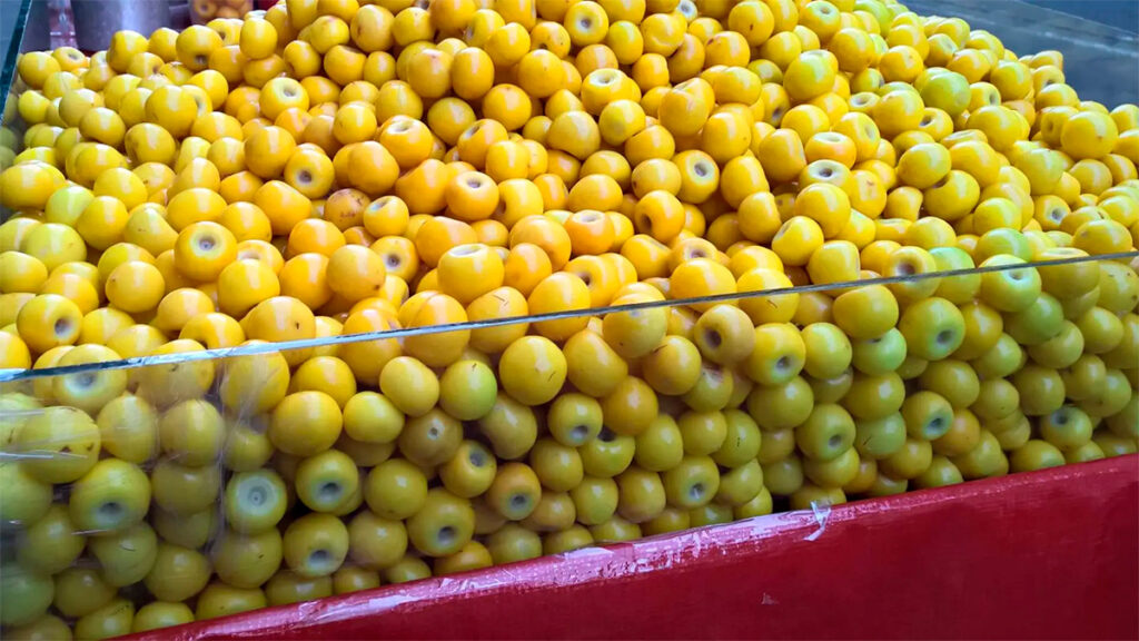 Nanche: El fruto mexicano que estimula la producción de colágeno en tu piel