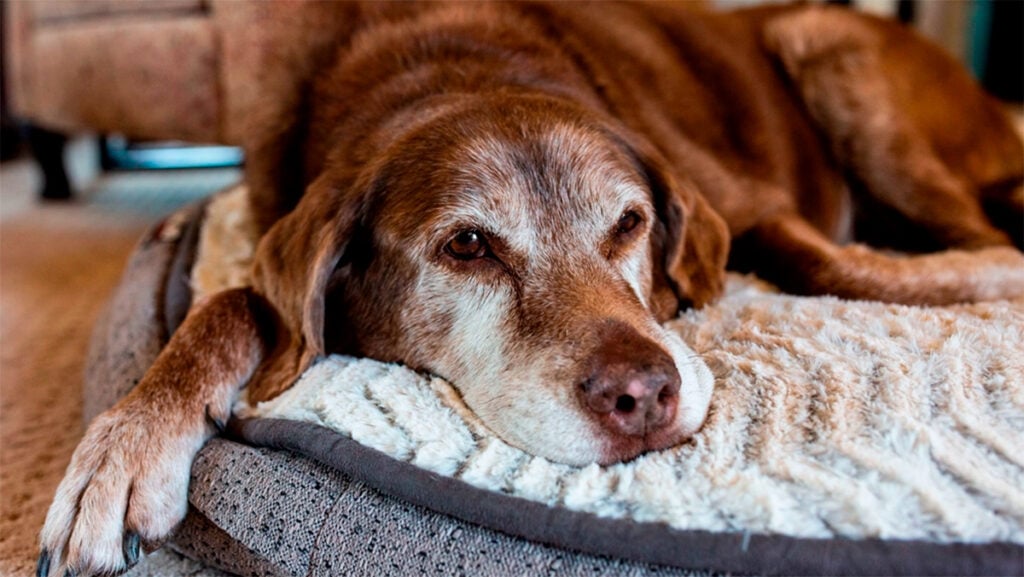¿Son peligrosos los calentadores para los perros?