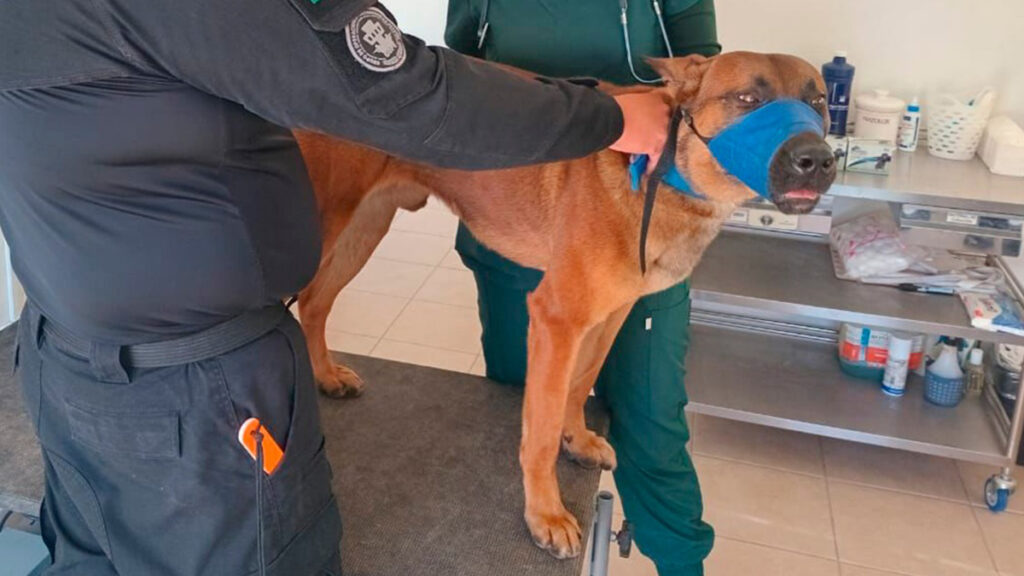Agente K9 regresa a sus labores en el Complejo Penitenciario de Valle de Santiago