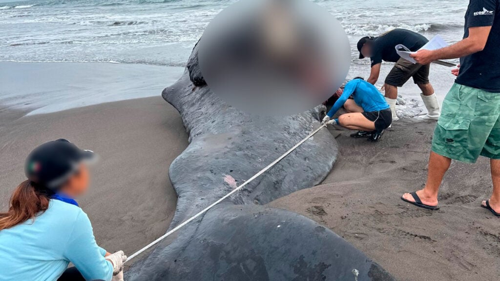 Colima: Ballena cachalote embarazada muere tras impactar con embarcación