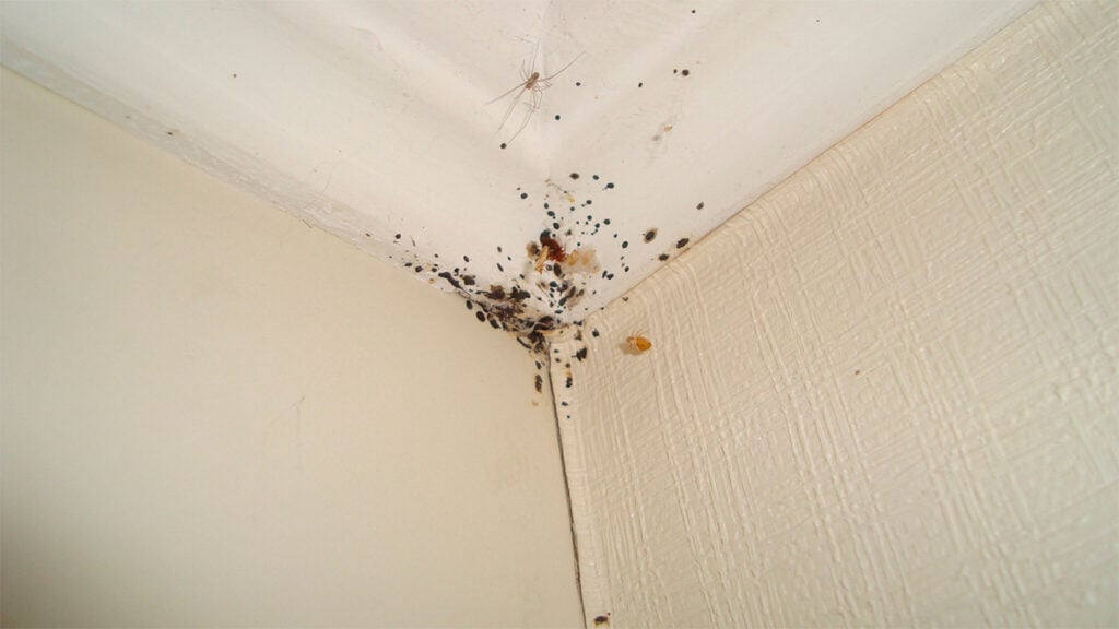 ¿Por qué las chinches invaden más en invierno?