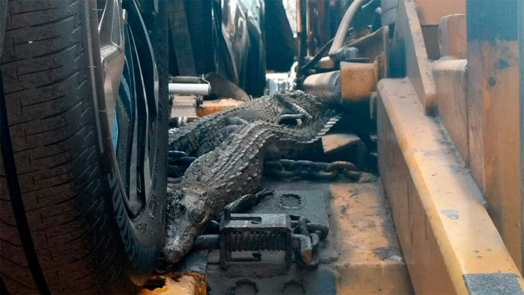 Descubren dos cocodrilos muertos en un tráiler cargado de autos
