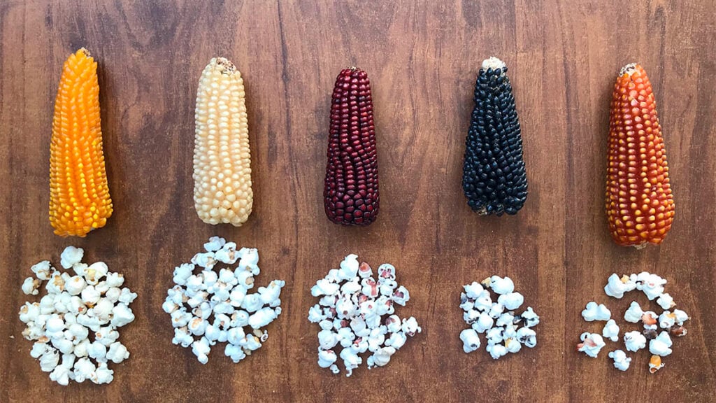 ¿Qué tan saludables son las palomitas de maíz?