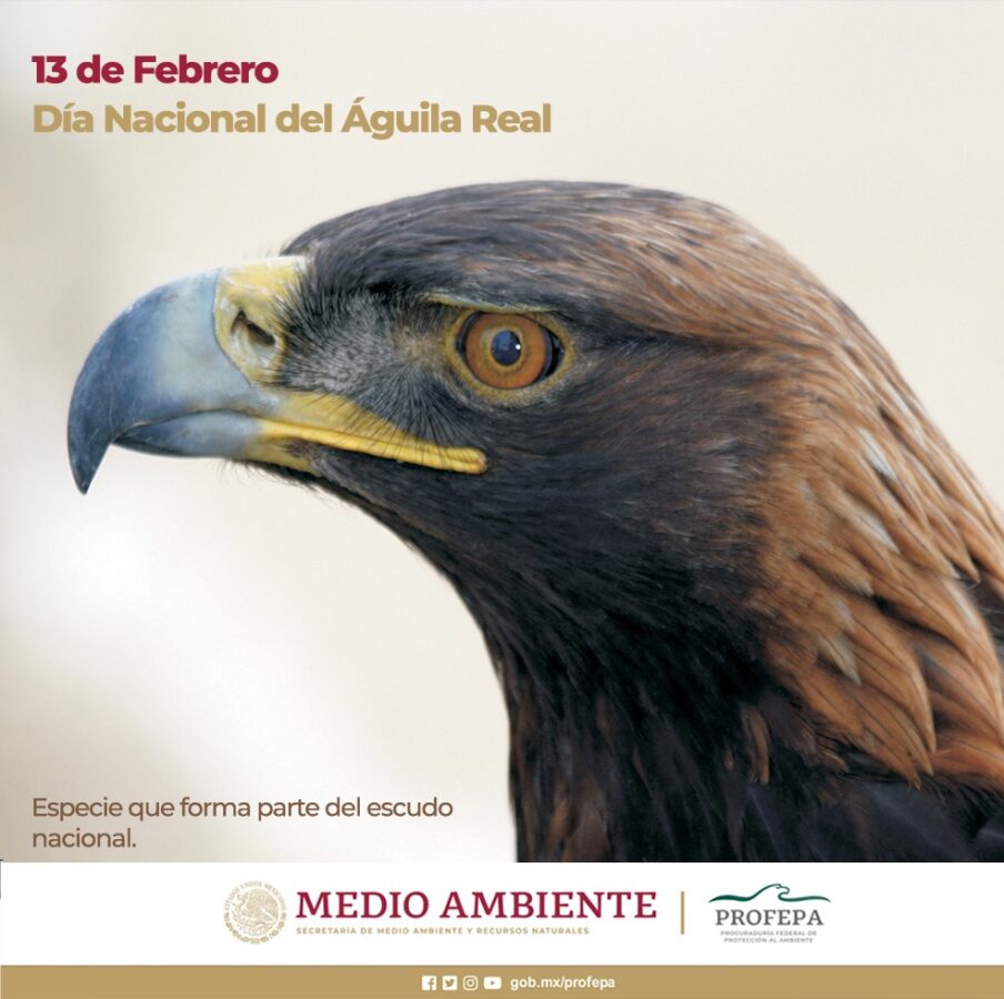 León tiene programa de conservación y reproducción de águila real