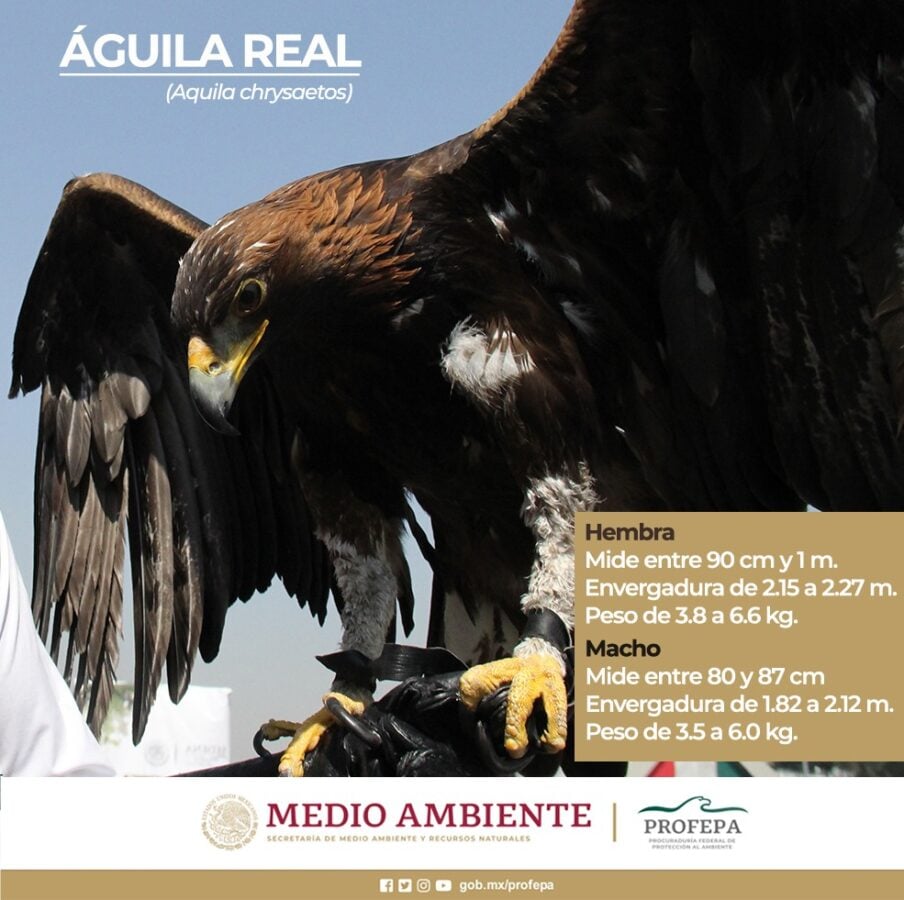 León tiene programa de conservación y reproducción de águila real