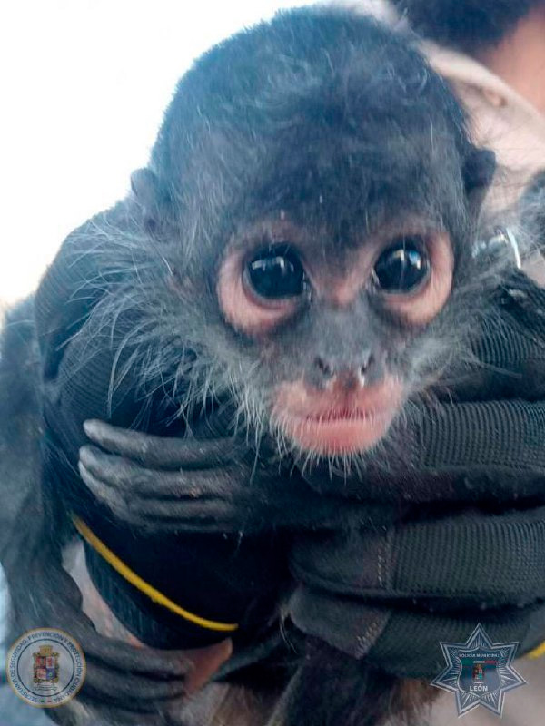 Granja Las Amalias: Detienen a 4 presuntos delincuentes con drogas y un mono araña