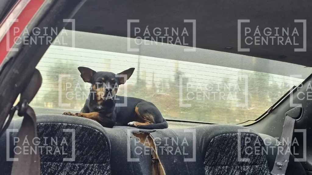 Choque en Timoteo Lozano: Da vuelta prohibida y lo impacta van