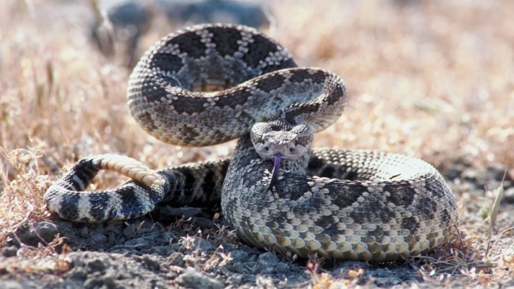 Picaduras de animales: En este calor, cuídate de las picaduras