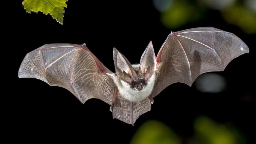 Picaduras de animales: En este calor, cuídate de las picaduras