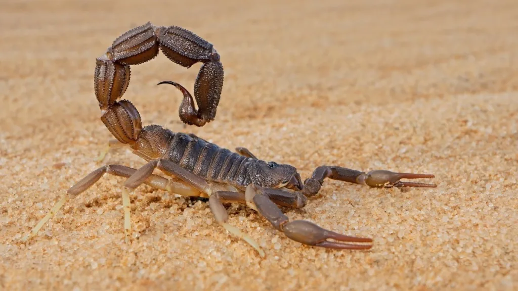 Picaduras de animales: En este calor, cuídate de las picaduras