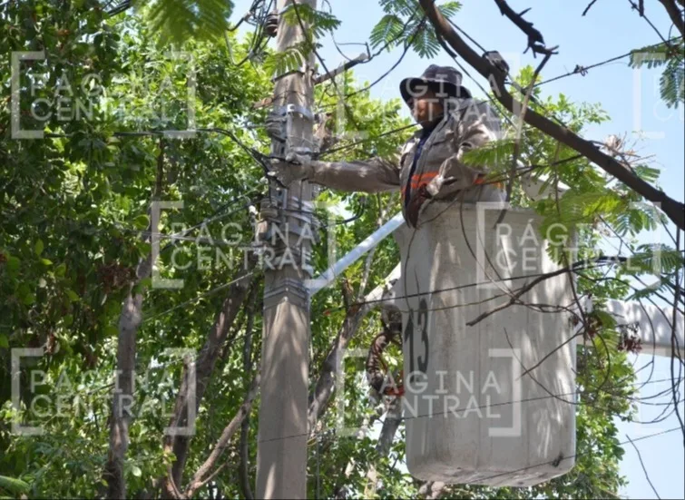 Volcadura Andrade: Empleados caen de canastilla al podar árbol