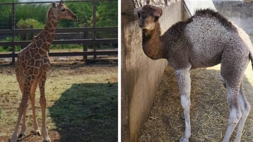 Zoológico León: Nacen dos nuevos inquilinos: dromedario y jirafa