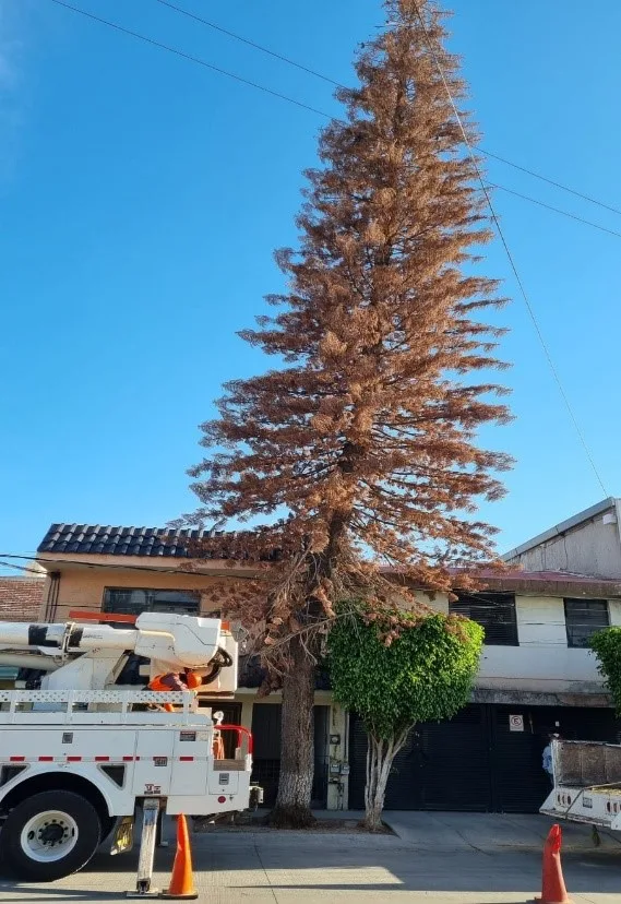 Refuerza León mantenimiento