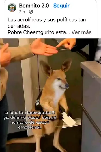 Esto sabemos del VIDEO del canguro emocional y su intento por abordar un avión