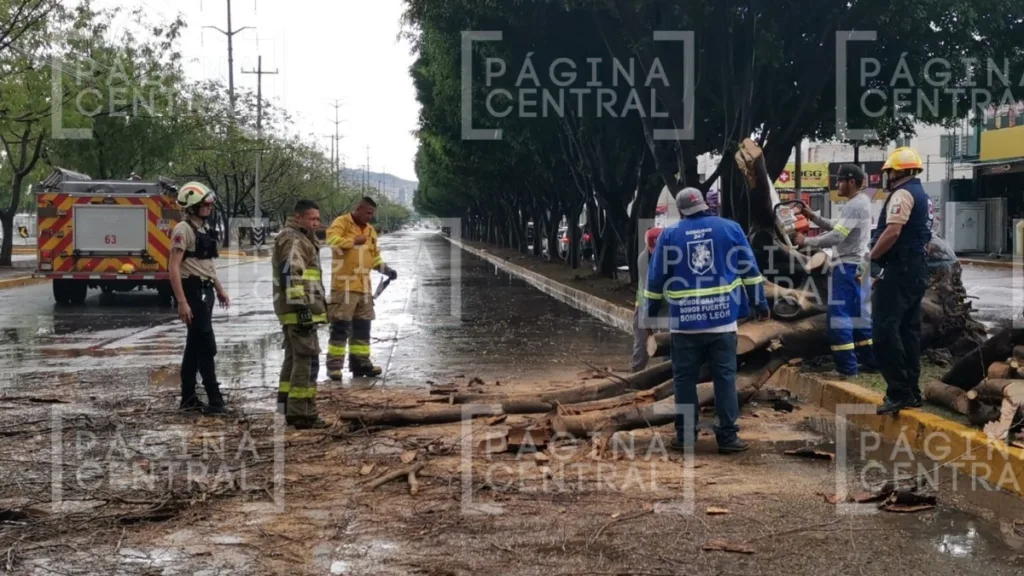 Lluvias en León causan cierre del Malecón y caída de árbol