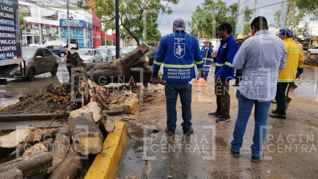 Lluvias en León causan cierre del Malecón y caída de árbol