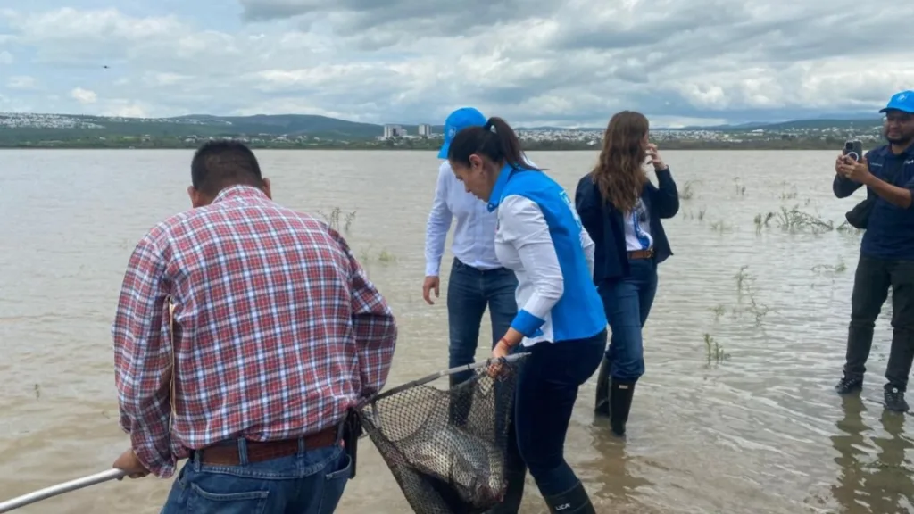 El Palote siembra peces: Buscan reactivar economía con mil peces